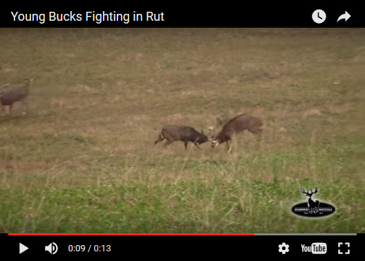 bucks fighting