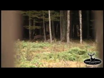 Bucks Fighting in Timber