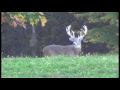 GORGEOUS Buck