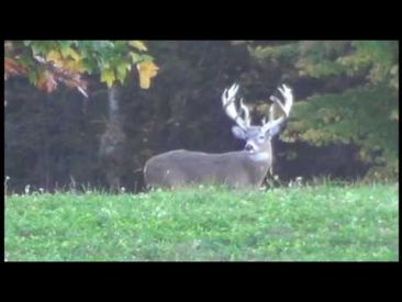 GORGEOUS Buck