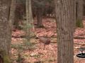 Giant 280  Buck chasing doe