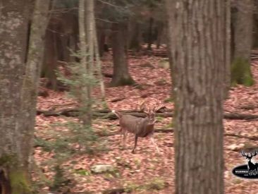 Giant 280  Buck chasing doe