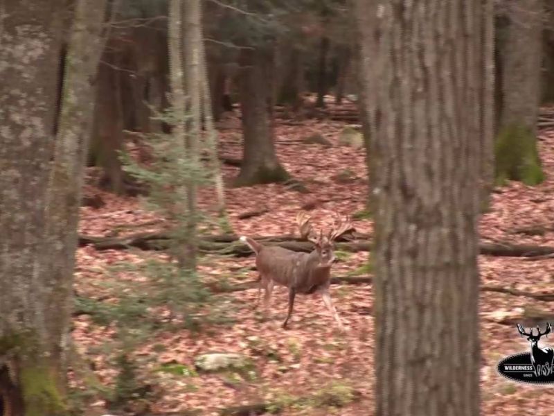 Giant 280  Buck chasing doe
