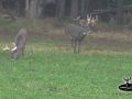 Giant Buck making scrape