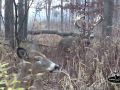 Huge Buck wont leave his hot