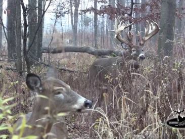 Huge Buck wont leave his hot
