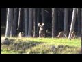 Massive Buck in the Pines