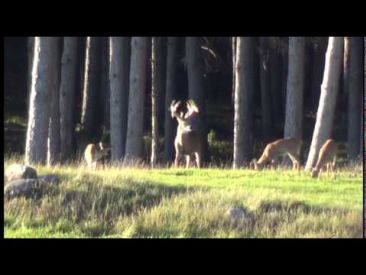 Massive Buck in the Pines
