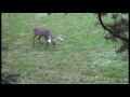 The BUCK FEVER Moment   
