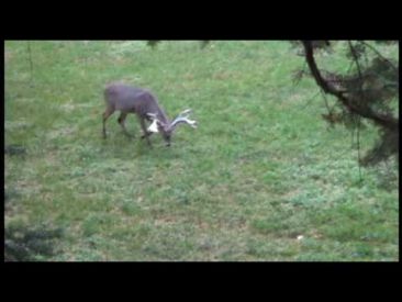 The BUCK FEVER Moment   