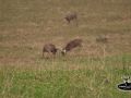 Young Bucks Fighting in Rut