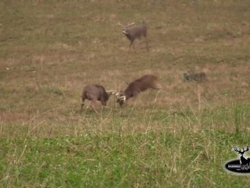 Young Bucks Fighting in Rut