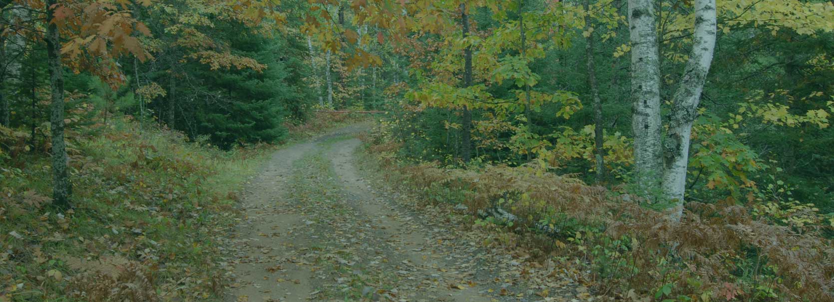 Book Early for Whitetail Hunting